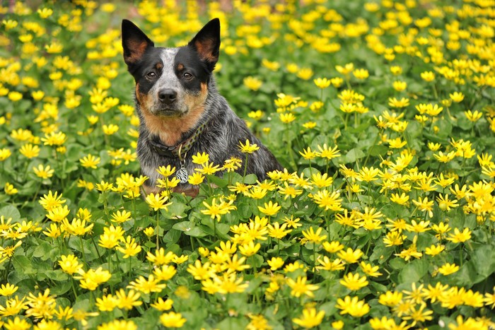Australian Cattle Dog sitting in a field of yellow flowers