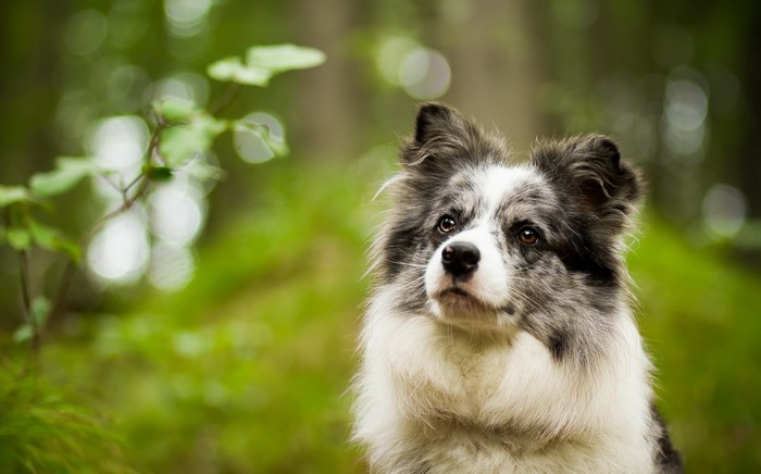 A Border Collie dog looks up in a forest