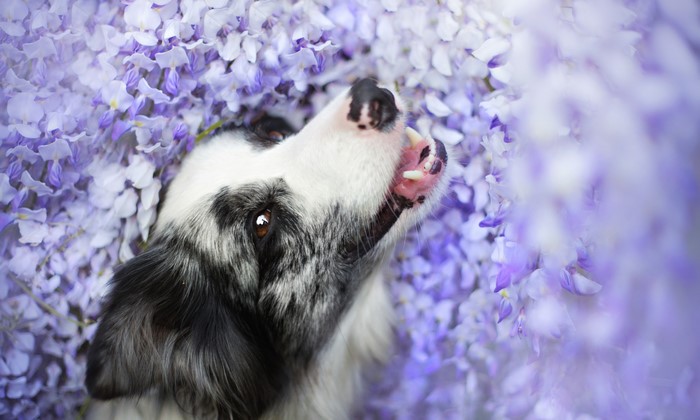 Border Collie Dog Among Purple Flowers