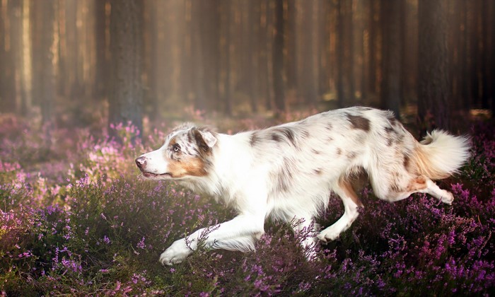 Border Collie Running Through Forest with Purple Flowers