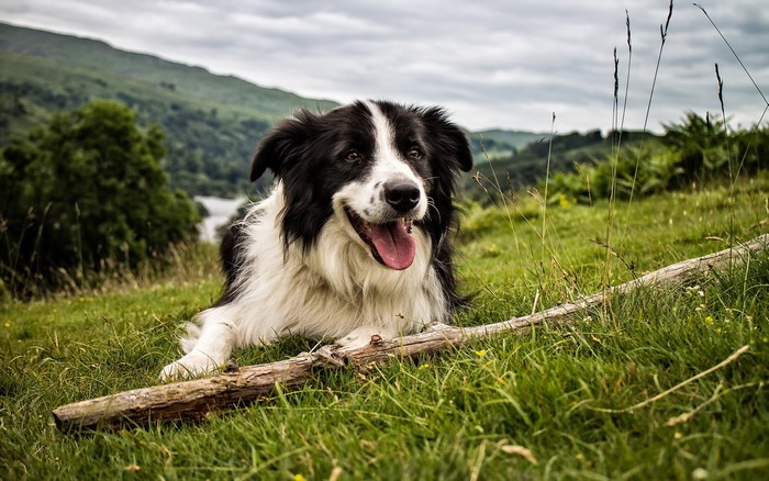Border Collie dog lying on grass with a stick