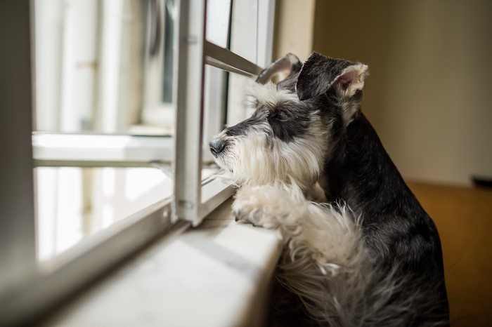 Miniature Schnauzer looking out a window