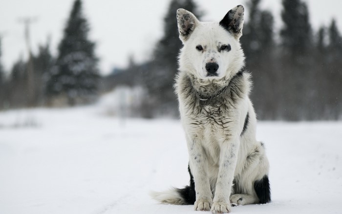 A black and white dog sits in the snow