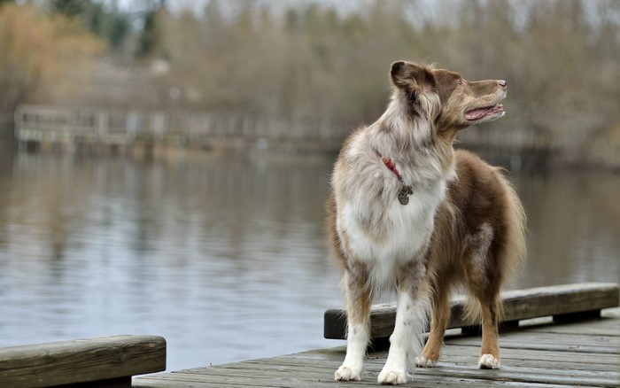 Brown and white Border Collie dog on a wooden dock