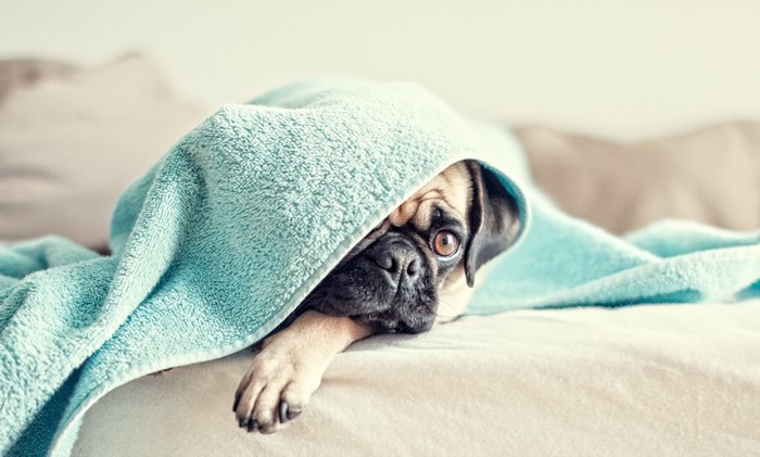 Pug peeking from under a blue blanket