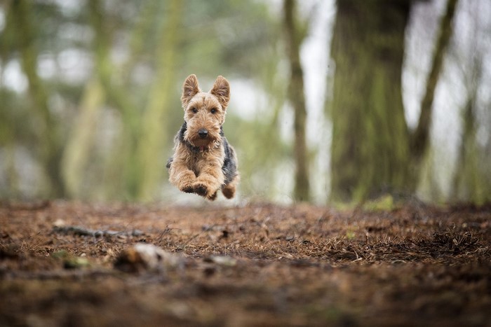Airedale Terrier dog running in a forest