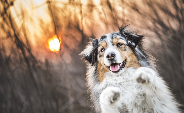 Australian Shepherd dog playing outdoors at sunset