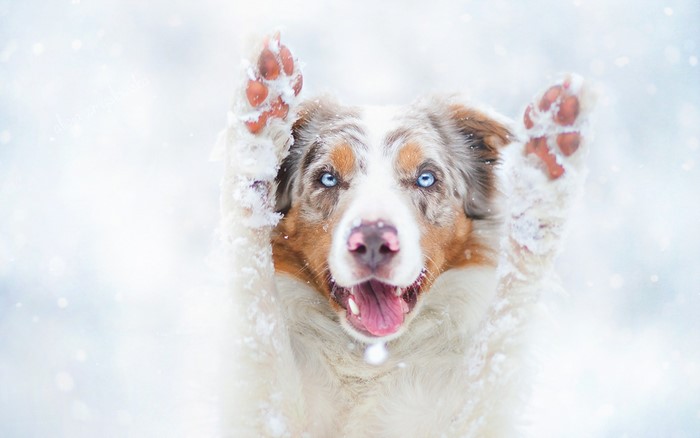 Australian Shepherd dog with blue eyes in the snow