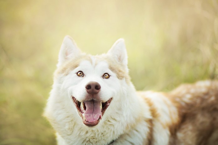 Husky dog with open mouth and golden eyes