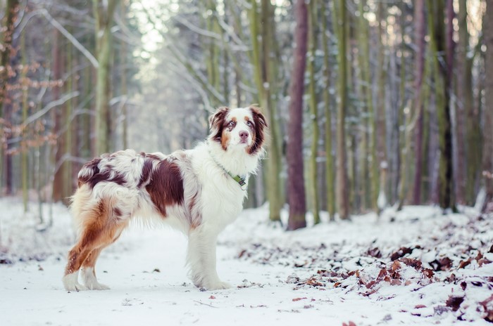Australian Shepherd dog in a snowy forest