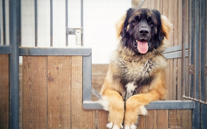 Leonberger dog resting on a wooden fence