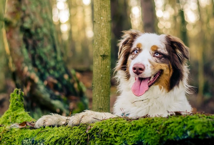 Australian Shepherd dog with blue eyes in a mossy forest