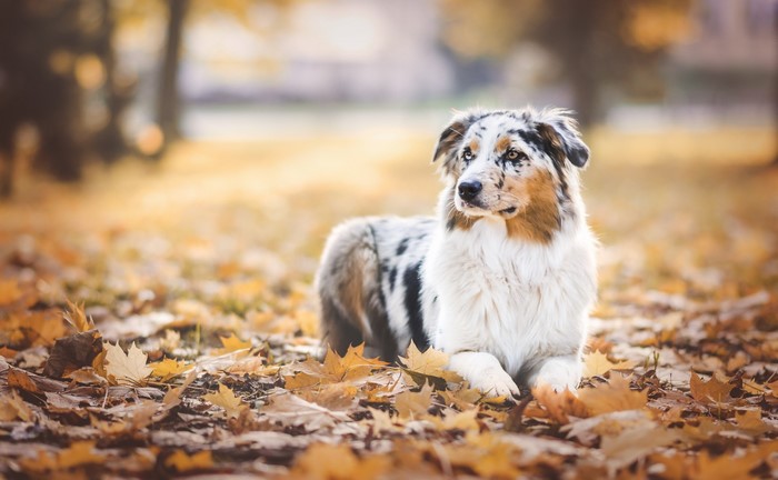 Australian Shepherd dog lying in autumn foliage