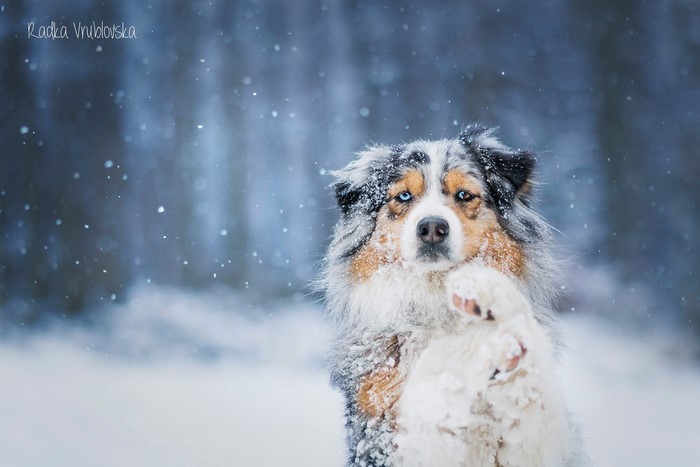 Australian Shepherd dog in the snow
