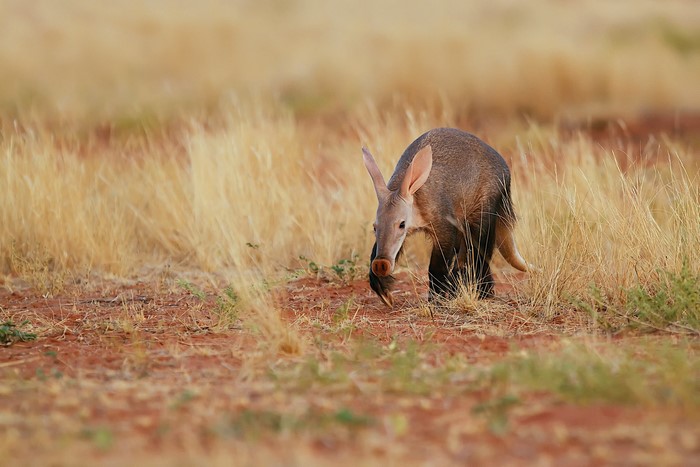 Aardvark foraging in dry grass