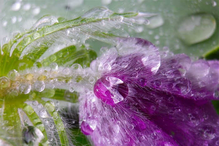 Macro shot of flower petals with water droplets