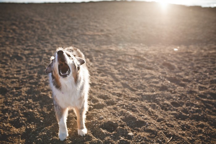 Australian Shepherd dog barking on a sandy beach