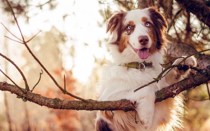 Australian Shepherd dog on a tree branch