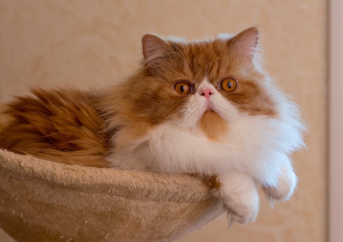 Fluffy Persian Cat with Orange and White Fur