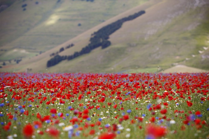 Field of Red Poppies and Blue Flowers with Hills