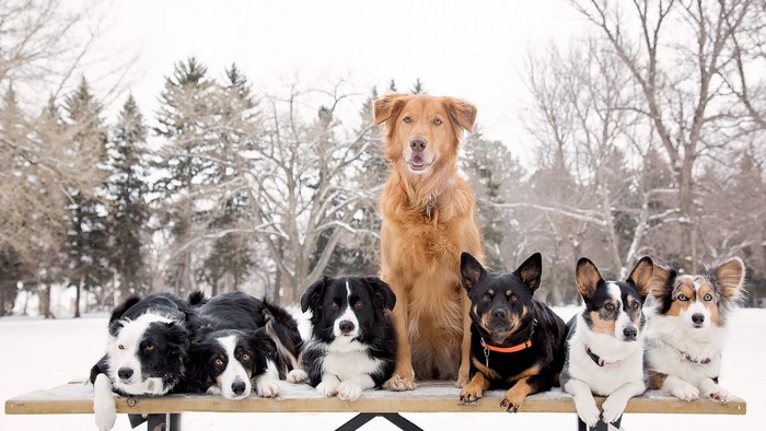 Group of dogs on a bench in winter