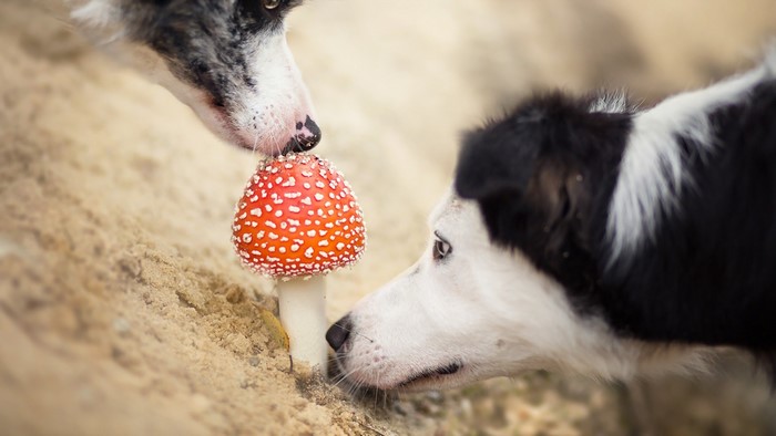 Two Border Collies sniffing an Amanita mushroom