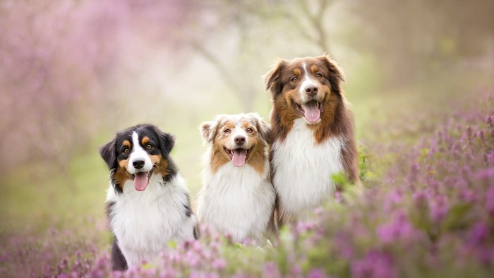 Three Australian Shepherd dogs in a field of flowers