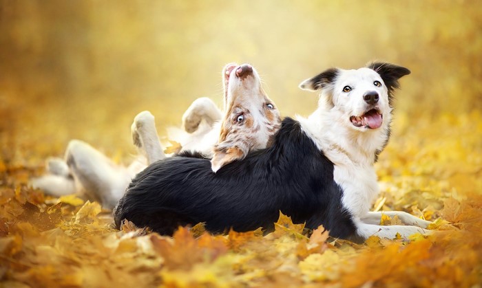 Two Border Collies playing in autumn leaves