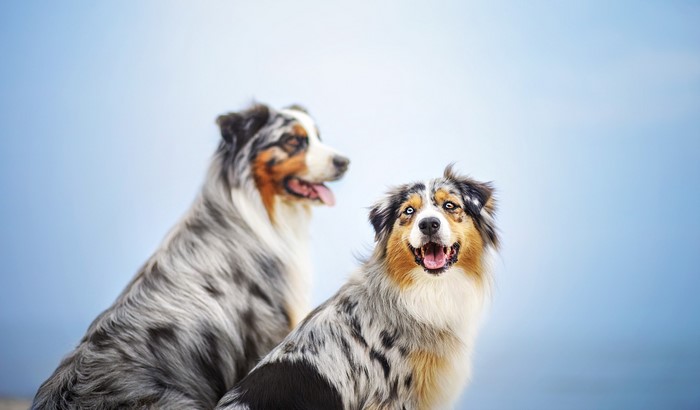 Two Australian Shepherd dogs outdoors