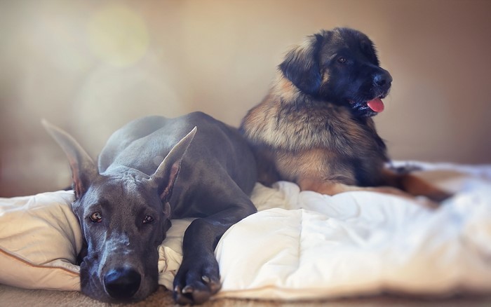 Great Dane and Leonberger dogs resting