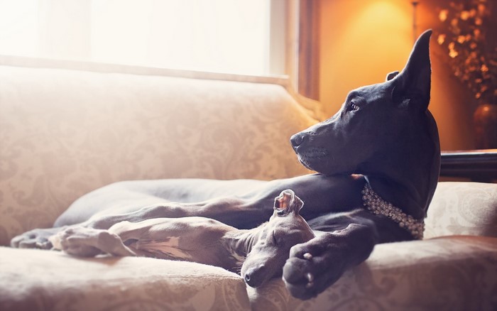 Two Great Danes relaxing on a couch