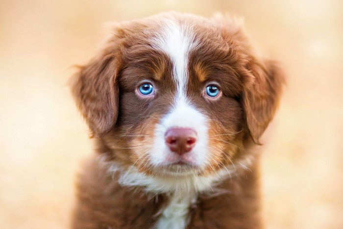 Brown Australian Shepherd puppy with blue eyes