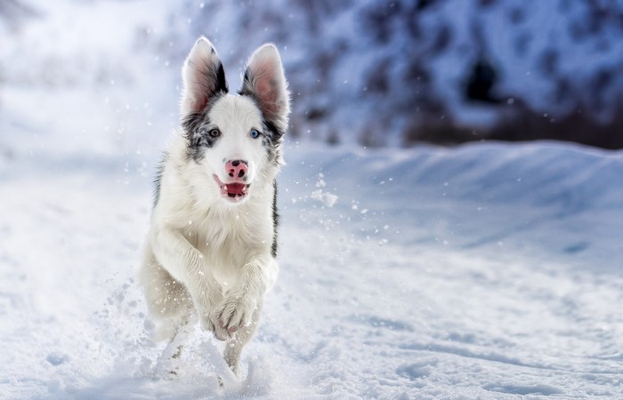 Border Collie puppy running in the snow