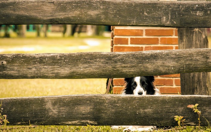 Border Collie peeking through a wooden fence