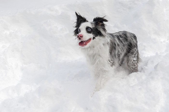 Border Collie dog playing in the snow