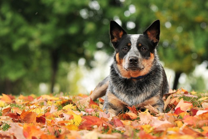Australian Cattle Dog lying in autumn foliage