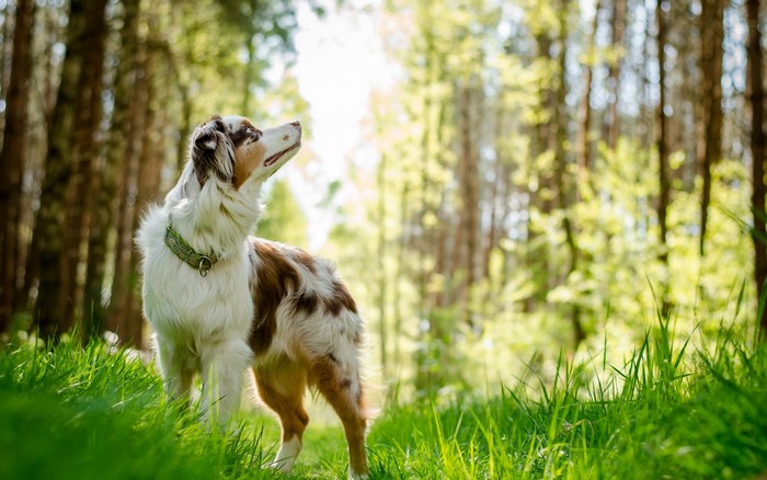 Australian Shepherd dog in a forest
