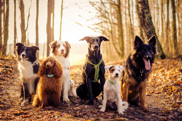 Group of dogs in a forest during autumn