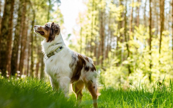Australian Shepherd dog standing in a forest