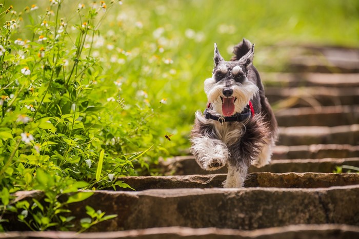 Miniature Schnauzer running up stone stairs with flowers