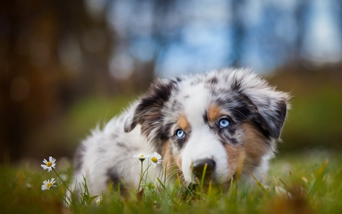Australian Shepherd puppy with blue eyes in grass