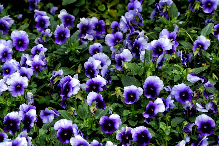 Many violet and purple pansies in a garden