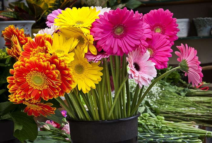 Bouquet of colorful Gerbera daisies