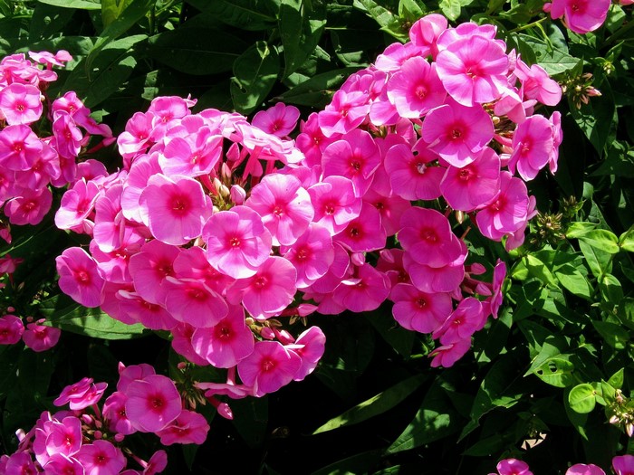 Pink Phlox flowers in bloom