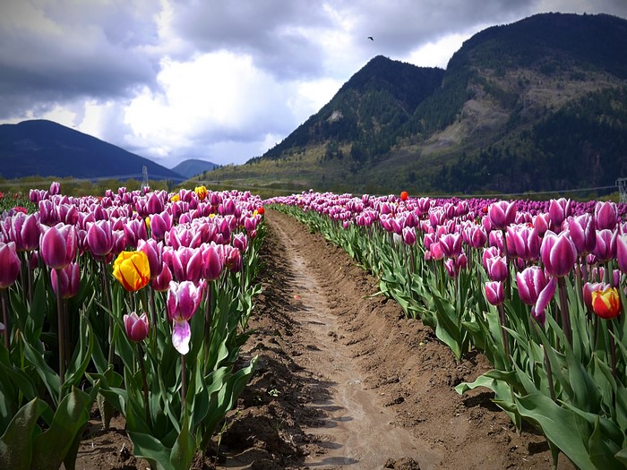Field of purple and yellow tulips with mountains in the background