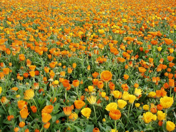 Field of orange and yellow calendula flowers