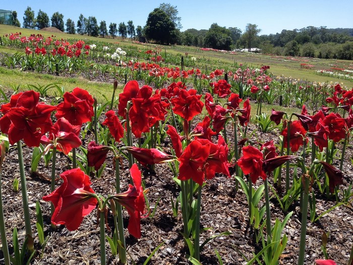 Red Amaryllis Flowers in a Field