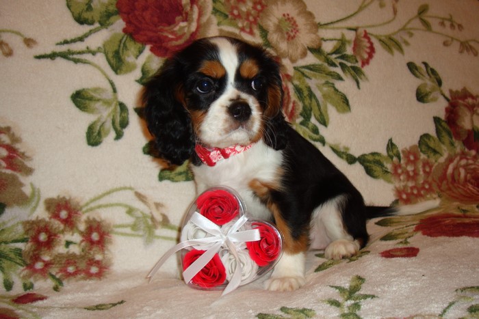 Puppy King Charles Spaniel with Heart Shaped Roses