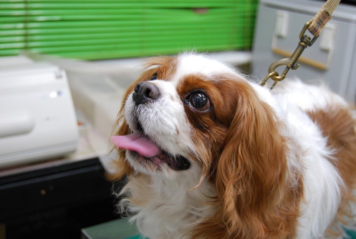 Cavalier King Charles Spaniel dog with tongue out