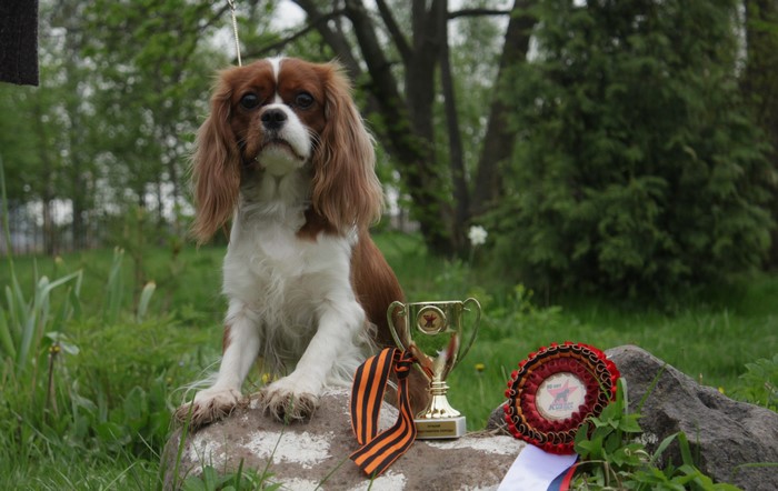 Cavalier King Charles Spaniel with Trophy and Award